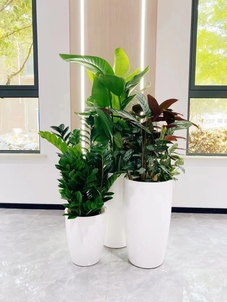 领略前湾盆景出租设计，感受别样自然风情